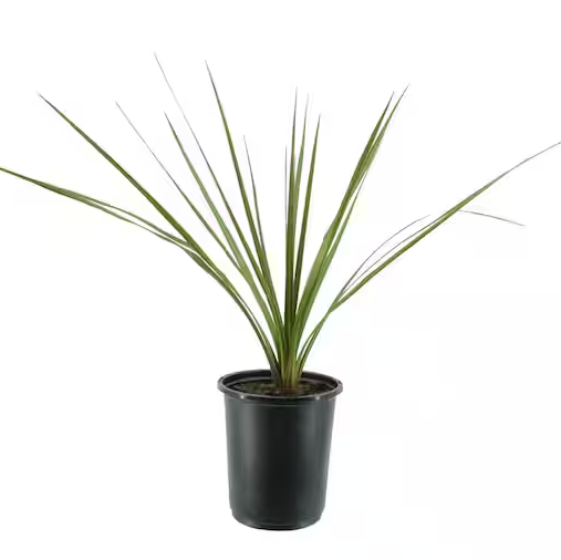 Dracaena Green - 4.0"
