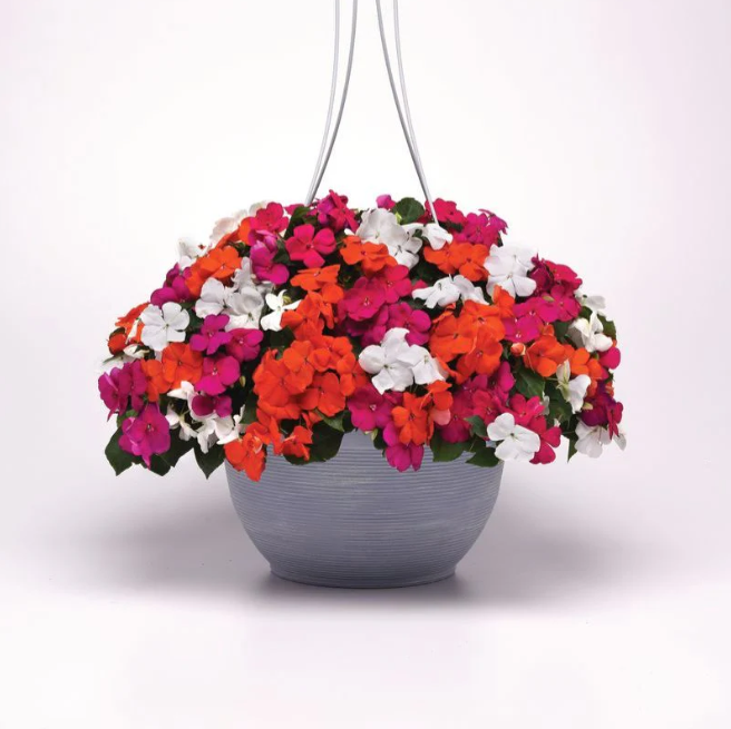 Impatiens Lindau Mix - 10"
