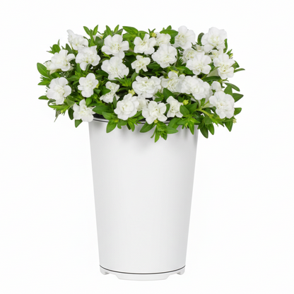 Calibrachoa White - 8"