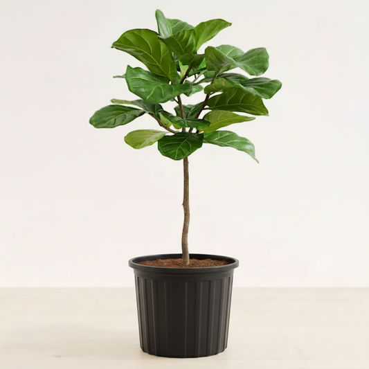 Fiddle Leaf Fig Tree - 10" (Large)