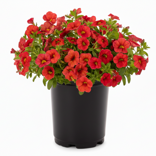 Calibrachoa Red - 5.0" Pot