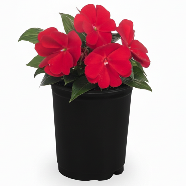 New Guinea Impatiens Red - 5.0" Pot