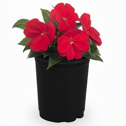 New Guinea Impatiens Red - 5.0" Pot