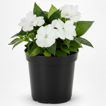 New Guinea Impatiens White - 5.0" Pot