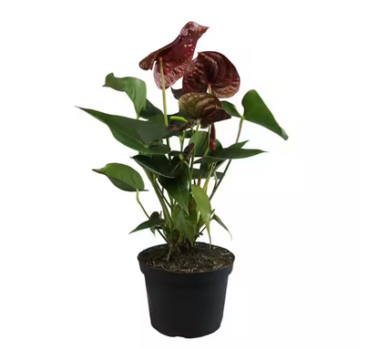 Anthurium Black - 6"
