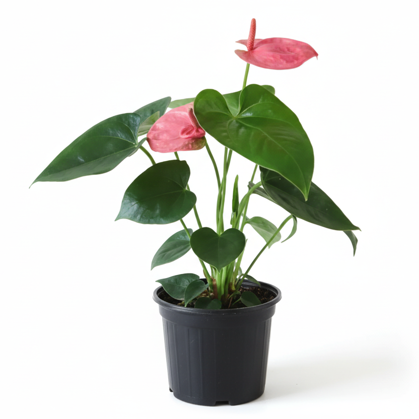 Anthurium Sweet Dream - 6"