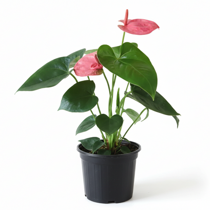 Anthurium Sweet Dream - 6"