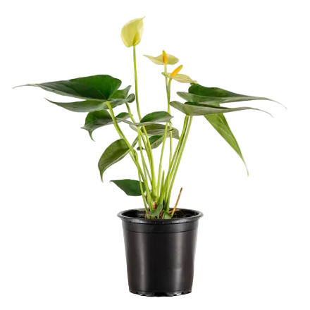 Anthurium Yellow - 4"