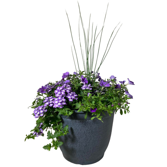 Shocking Blue with Juncus - 16"