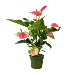 Anthurium Sweet Dream - 4"