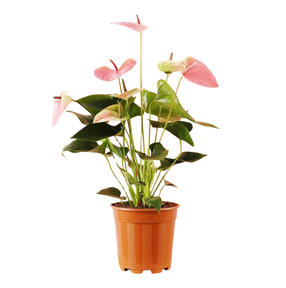 Anthurium Pink - 4"