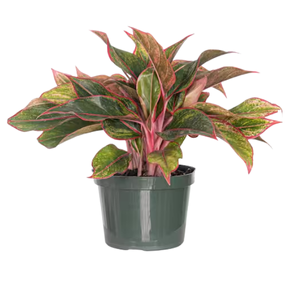 Aglaonema Siam - 6"