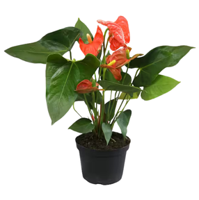 Anthurium Orange - 6"