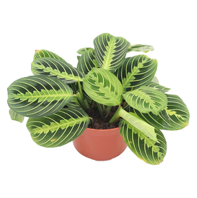 Prayer Plant Lemon Lime - 6"