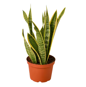 Snake Plant Golden - 6"