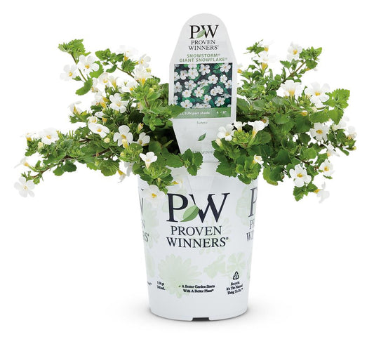 Bacopa Giant Snowflake - 4.5"