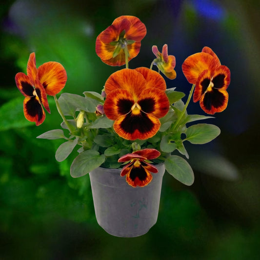 Pansy Solar Flare - 6"