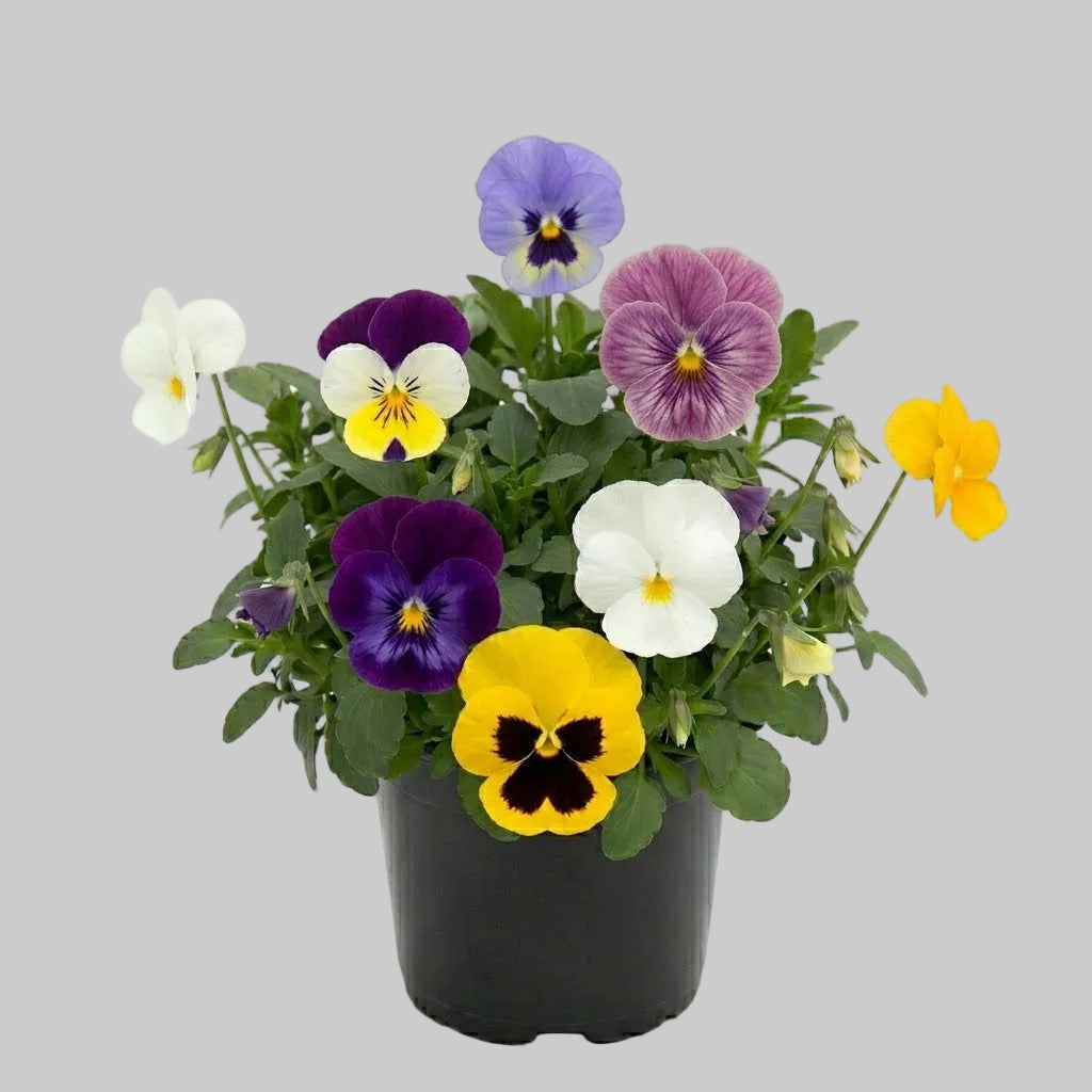 Viola Spring Select Mix - 6"