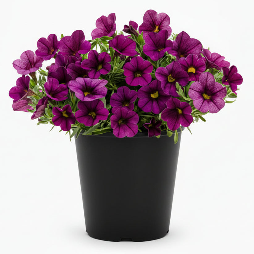 Calibrachoa Plum - 5.0" Pot