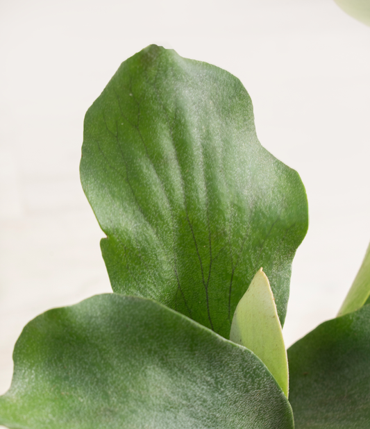 Fern Staghorn - 6.0"