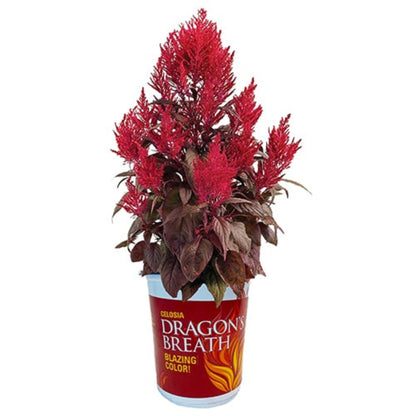 Celosia Dragons Breath - 8"