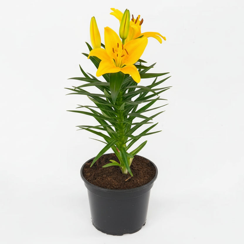 Asiatic Lily Tiny Bee - 8"