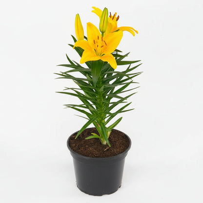 Asiatic Lily Tiny Bee - 8"