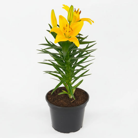 Asiatic Lily Tiny Bee - 8"