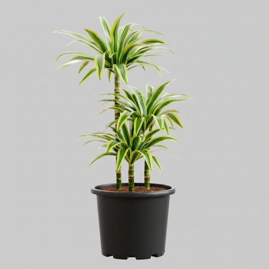 Dracaena Lemon Lime - 10"