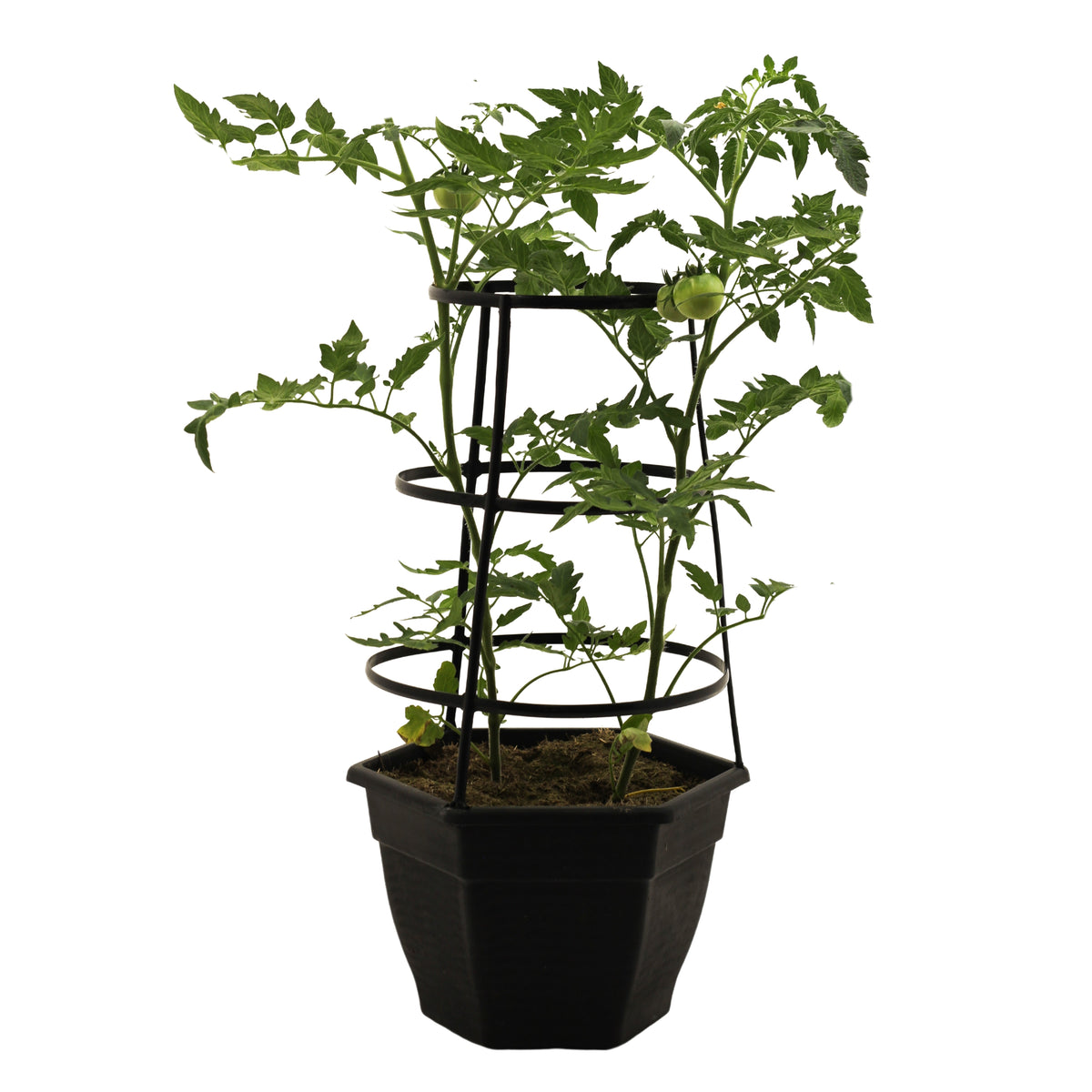 2.5G Tomato-Husky Cherry