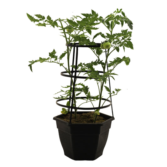 2.5G Tomato-Husky Cherry