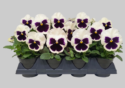 Pansy White Blotch- 6"