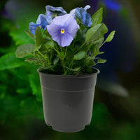 Pansy True Blue - 6"