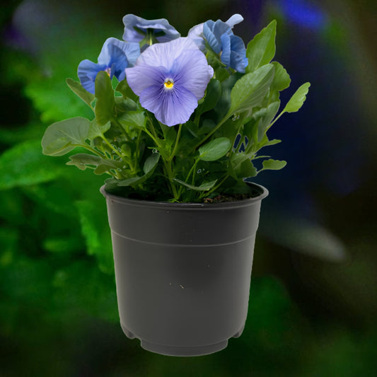 Pansy True Blue - 6"