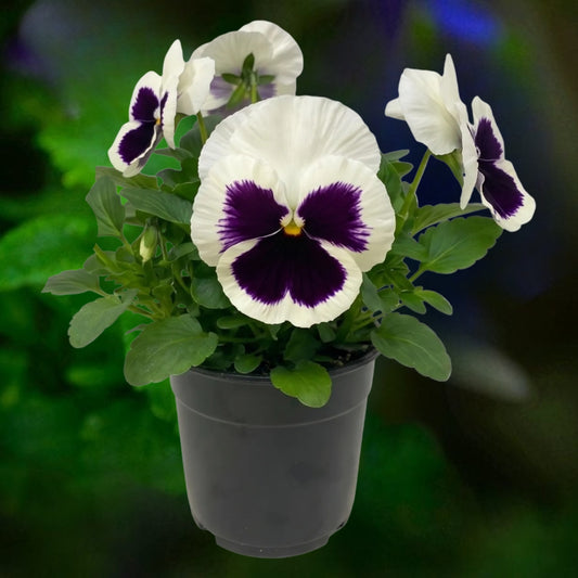 Pansy White Blotch- 6"