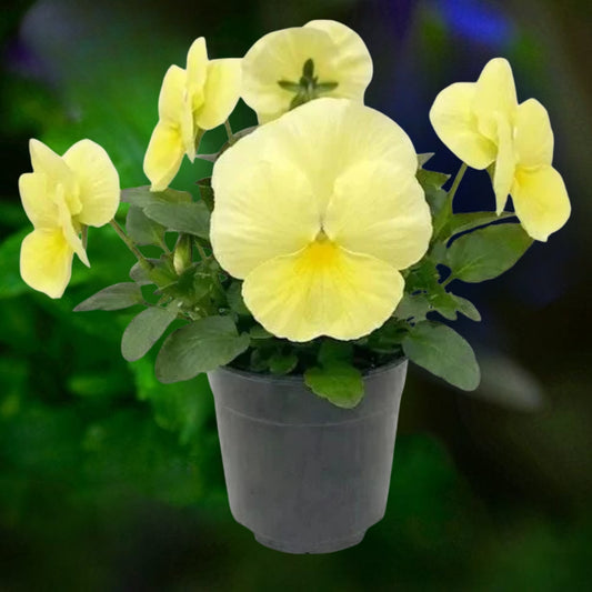 Pansy Lemon - 6"