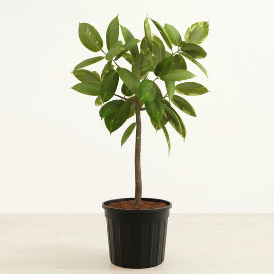Ficus Altissima - 10" (Huge)