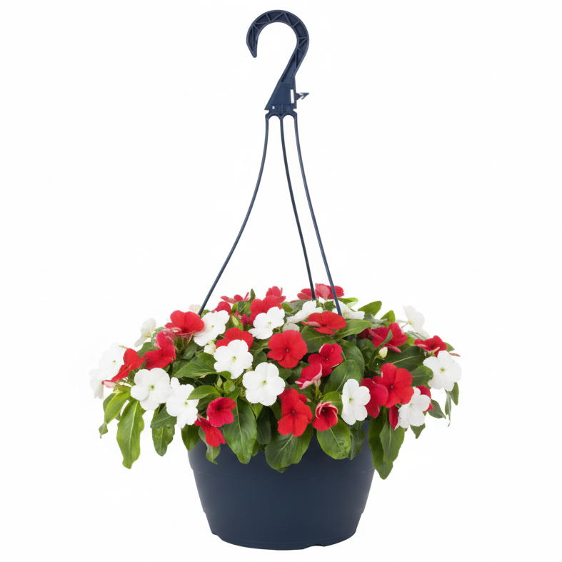 Vinca Red & White - 10"