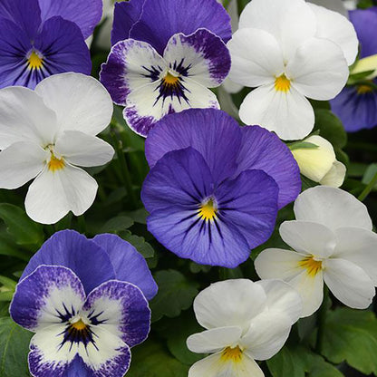 Viola Blueberry Sundae Mix - 6"