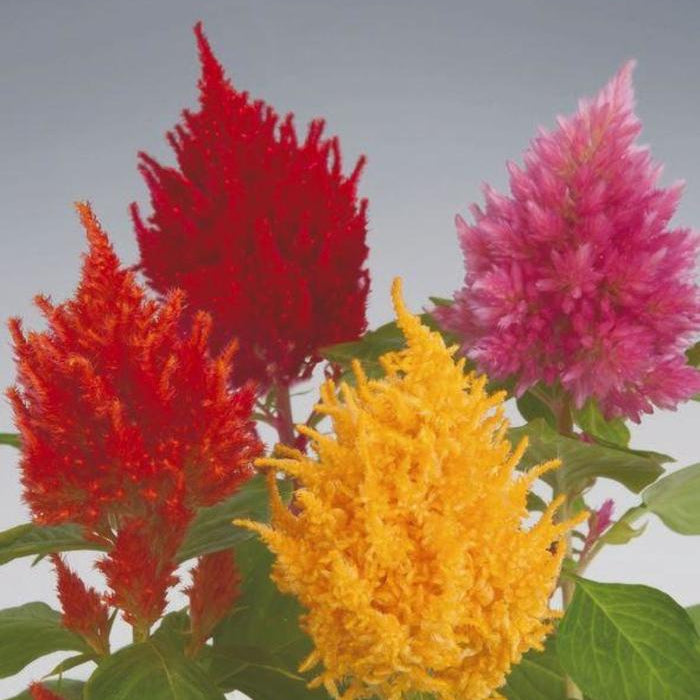 Celosia Mix - 4.0"