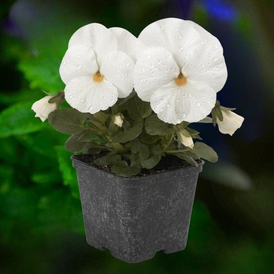 Pansy White - 4.5"
