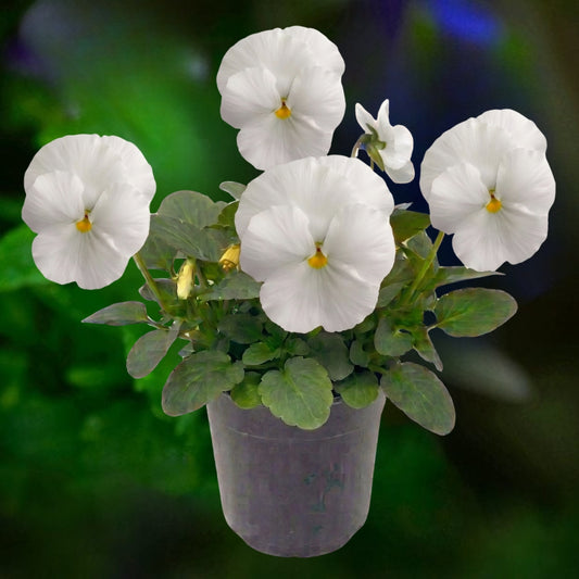 Pansy White - 6"