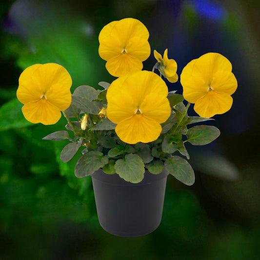 Pansy Yellow - 6"