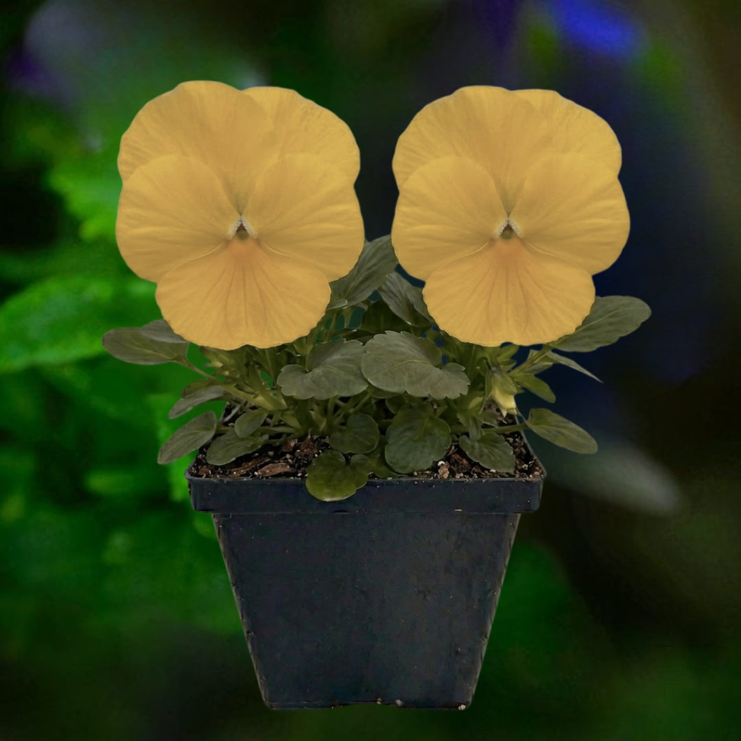 Pansy Yellow - 4.5"