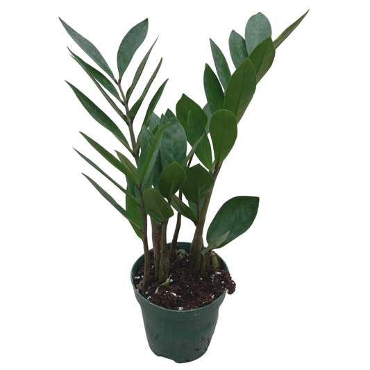 ZZ Plant - 4"