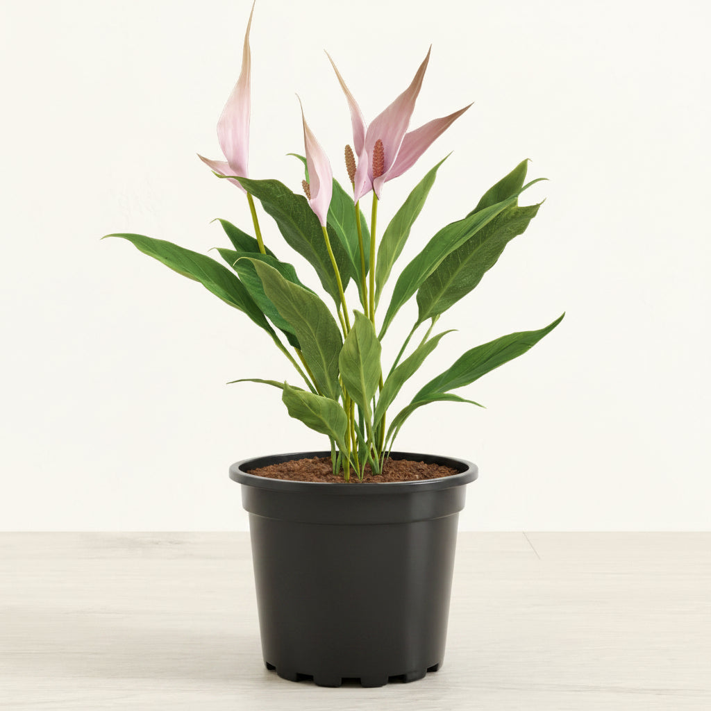 Anthurium Lilli - 4.0"