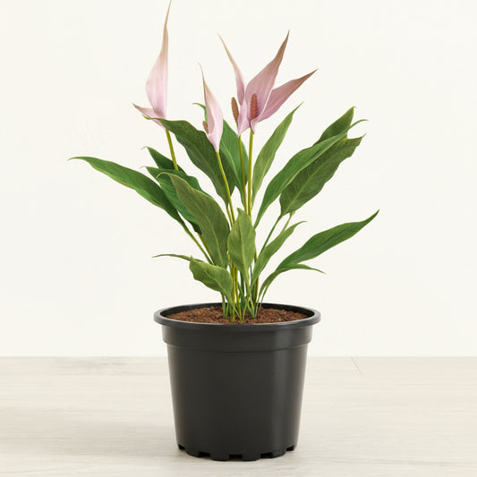 Anthurium Lilli - 4.0"