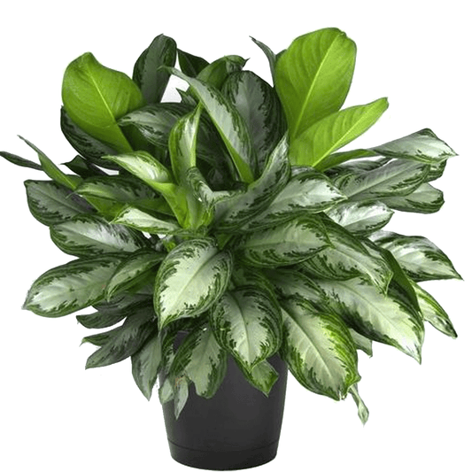 Aglaonema Silver Bay - 10"