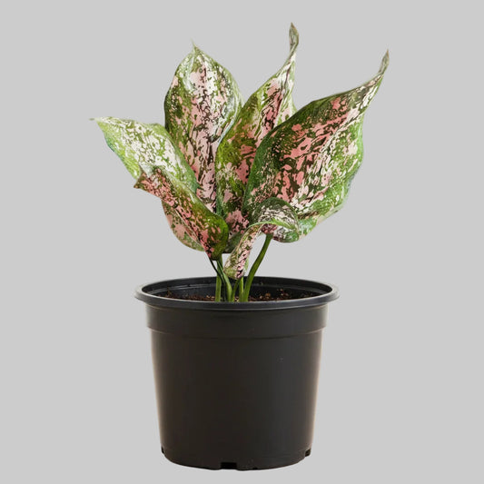 Aglaonema Wishes - 6.0"