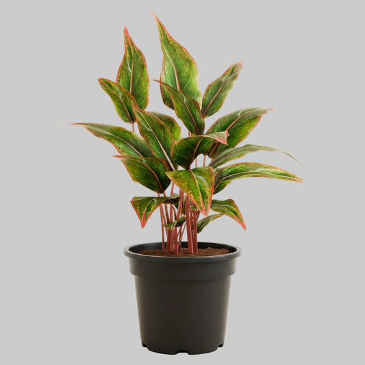 Aglaonema Red Siam - 6.0"